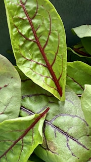 Bright green leaves with distinct deep red veins crisscrossing their surface. The leaves appear lush and healthy, overlapping each other with a slight sheen from natural light.