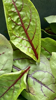 Bright green leaves with distinct deep red veins crisscrossing their surface. The leaves appear lush and healthy, overlapping each other with a slight sheen from natural light.