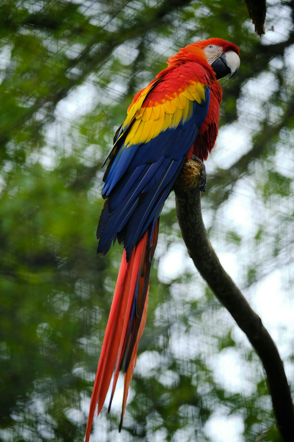 red yellow blue and green macaw perched on brown tree branch during daytime