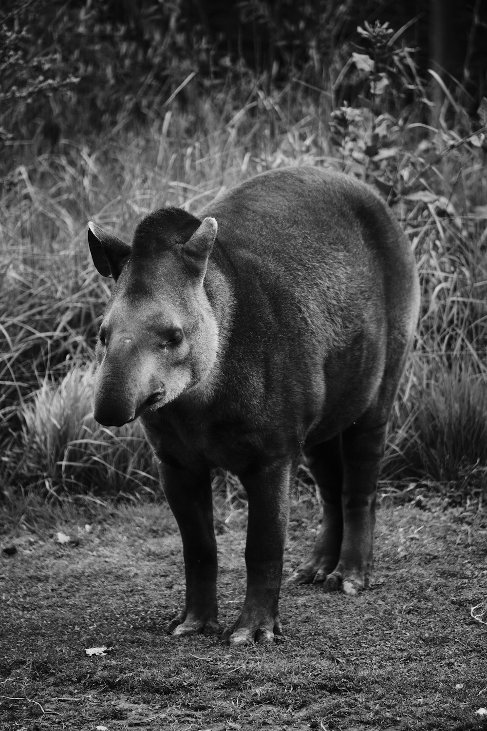 grayscale photo of a cow on grass field