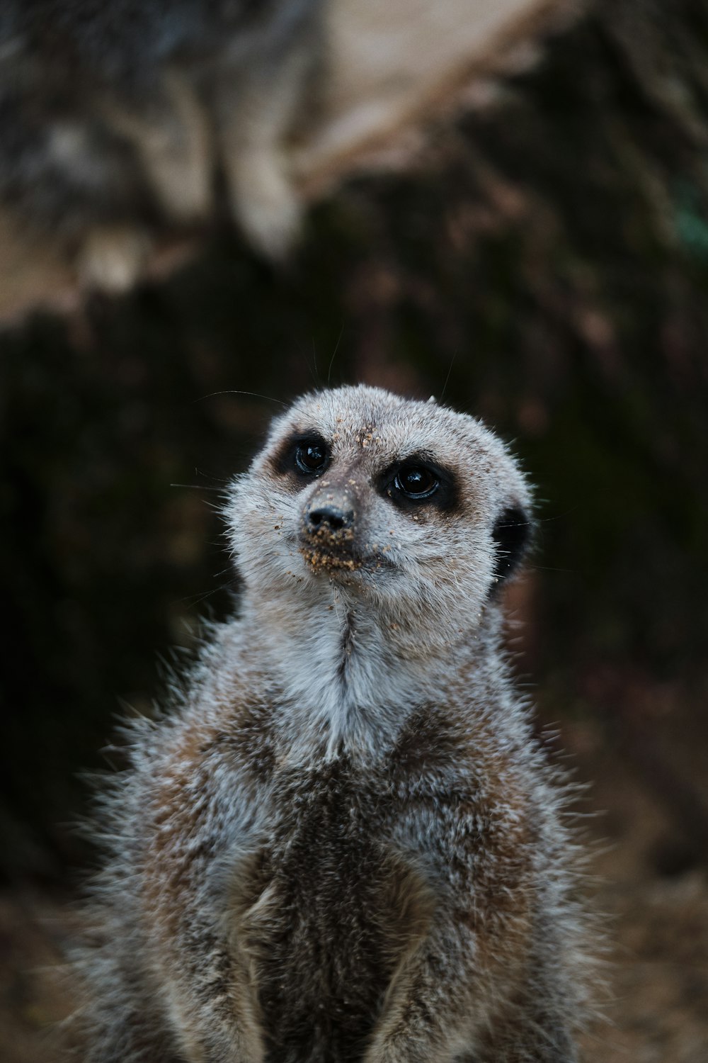 brown and white animal in close up photography