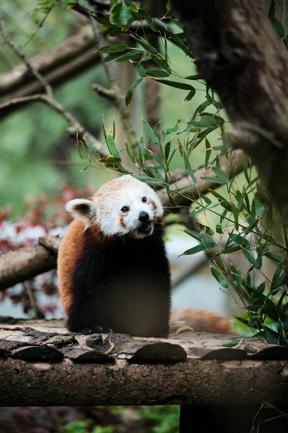 brown and white bear on brown tree branch during daytime