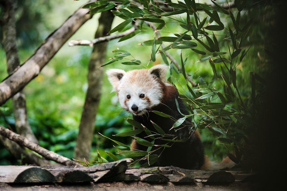 red panda on tree branch during daytime