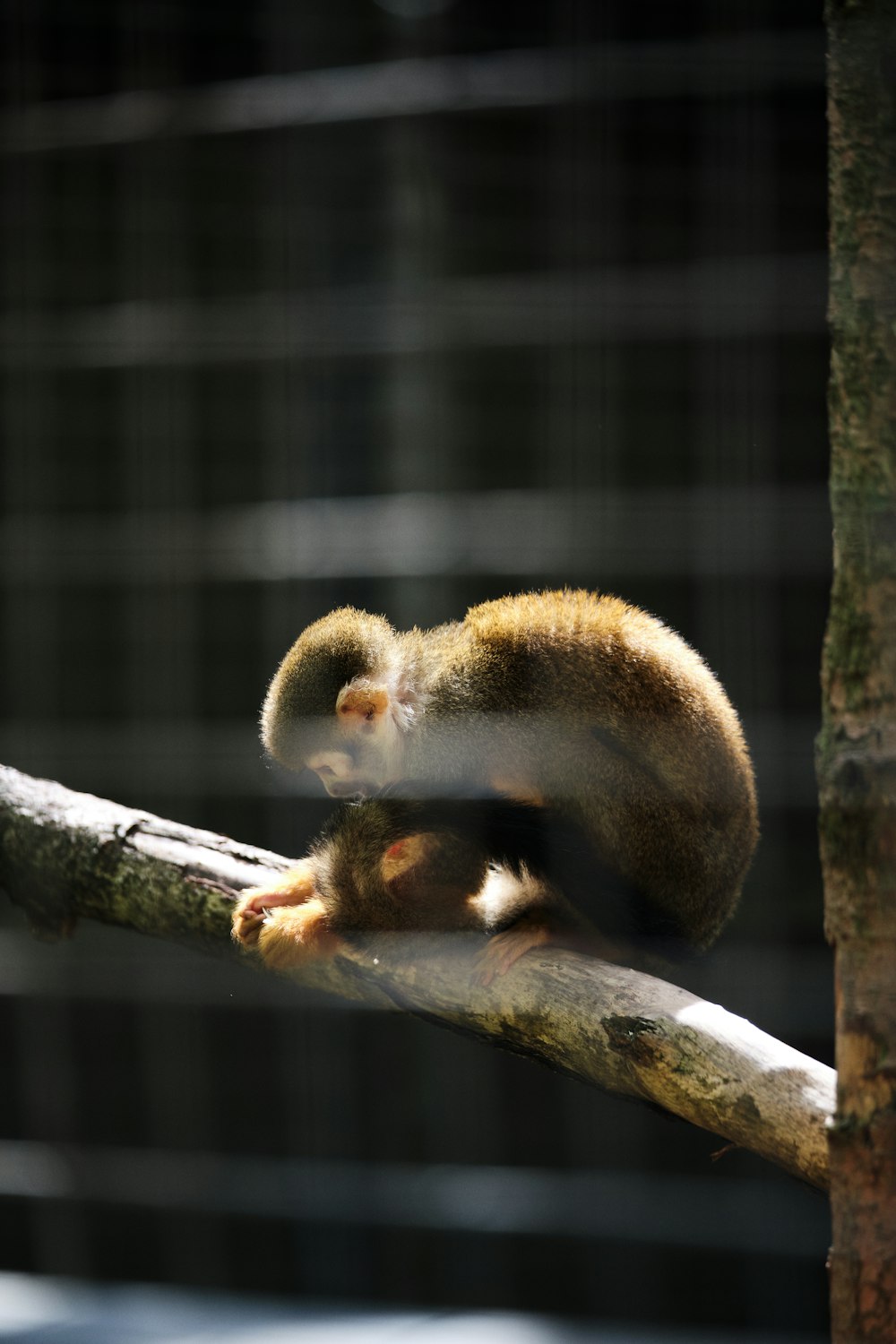 brown and white monkey on brown tree branch during daytime