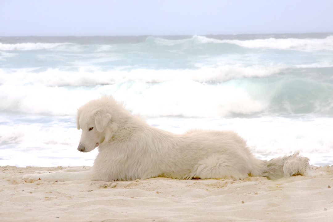 white long coated dog on white snow field during daytime