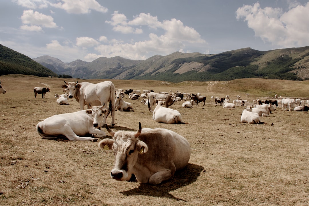 herd of white and brown cow on brown field during daytime
