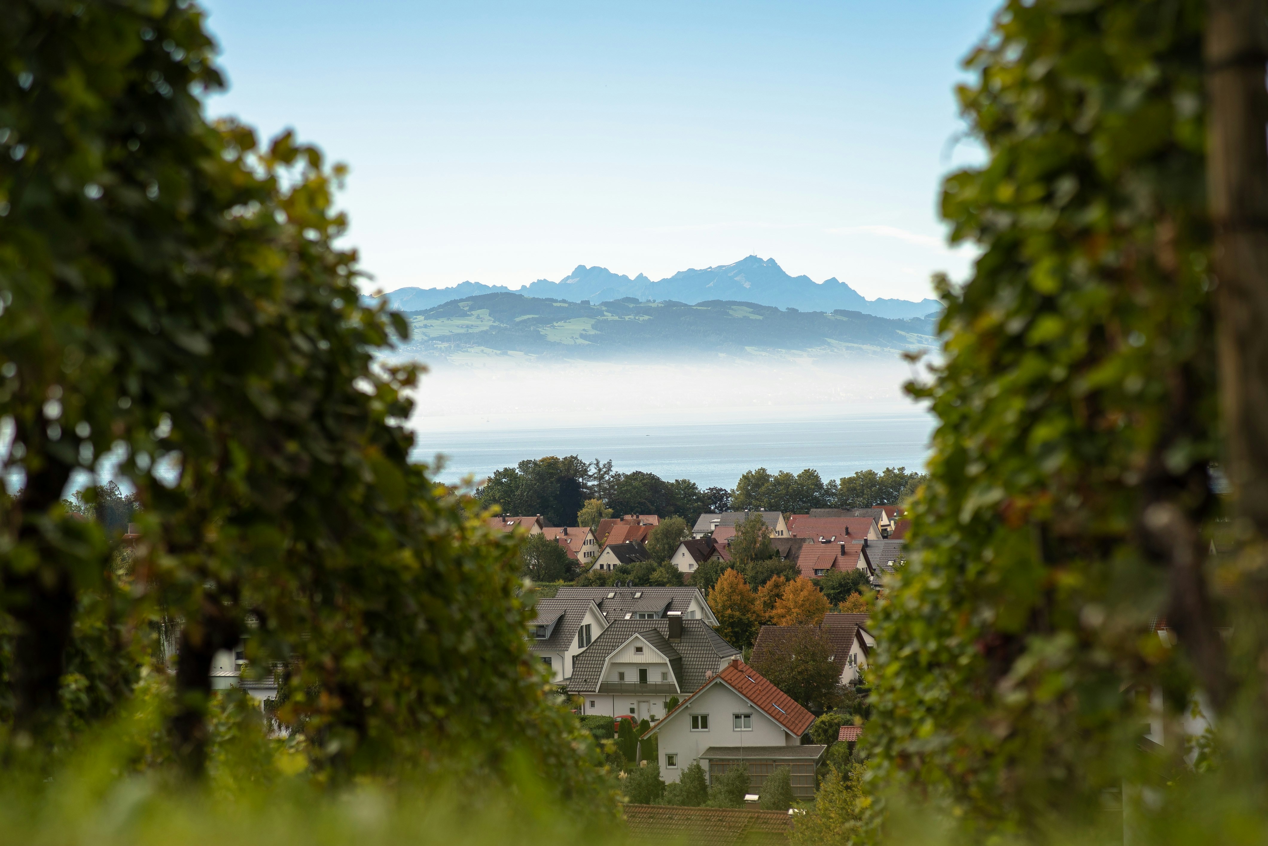 Green trees near houses during daytime photo Free Deutschland Image