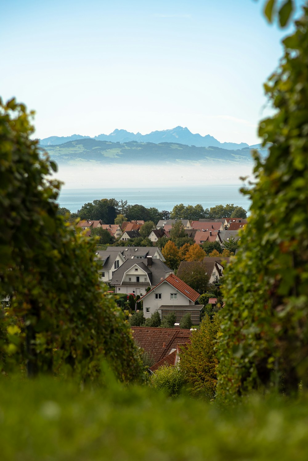 green trees near white and brown houses under blue sky during daytime