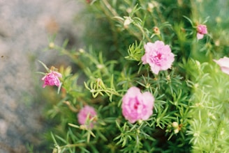 Pink flowers with lush green leaves in a soft focus, capturing a serene and natural atmosphere.