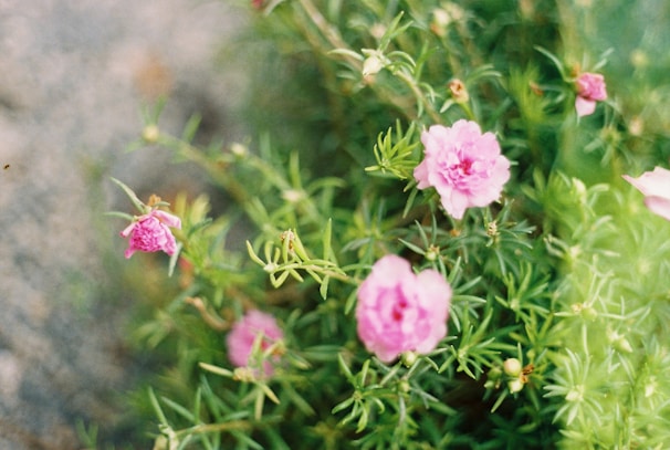 Pink flowers with lush green leaves in a soft focus, capturing a serene and natural atmosphere.
