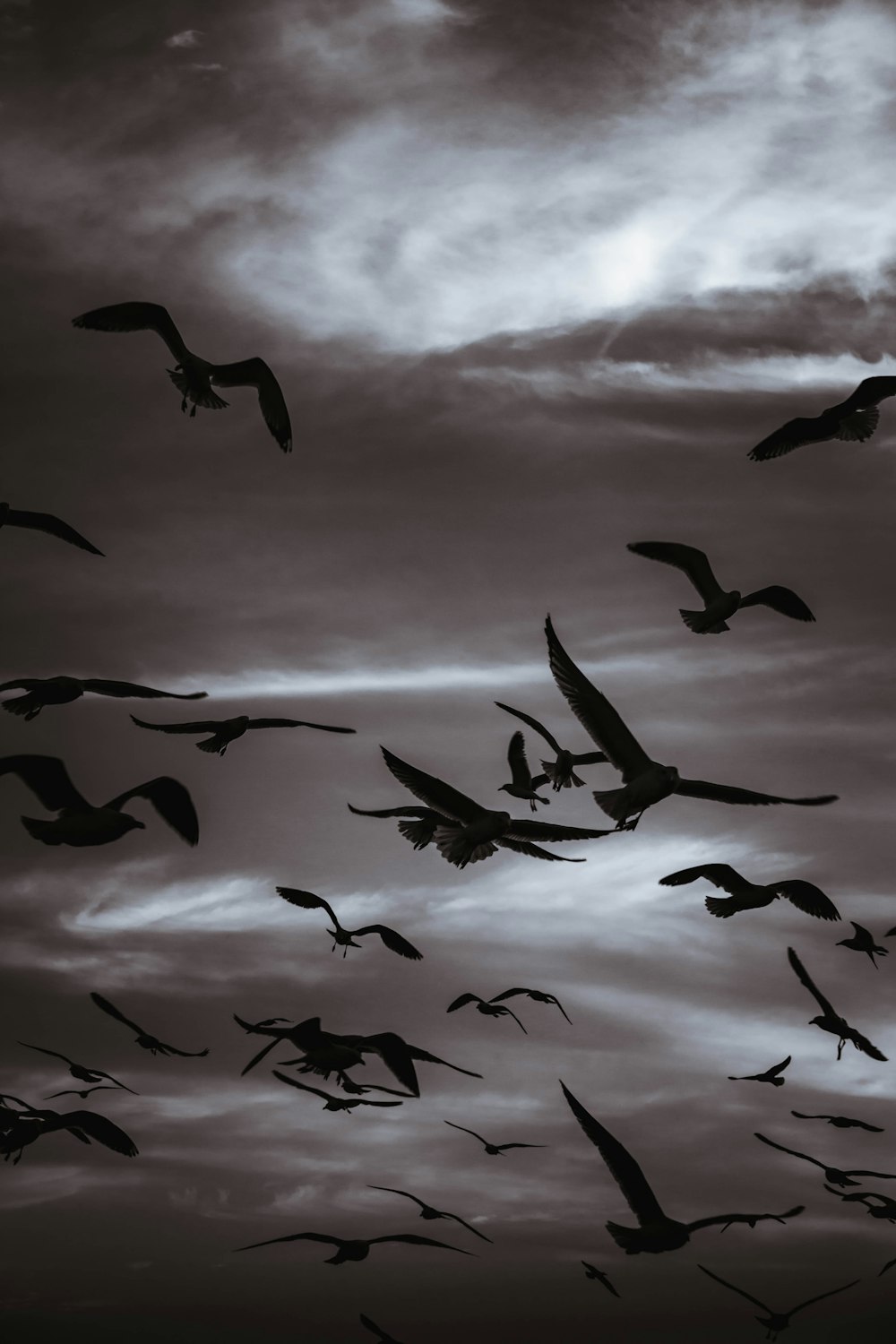 flock of birds flying under cloudy sky during daytime