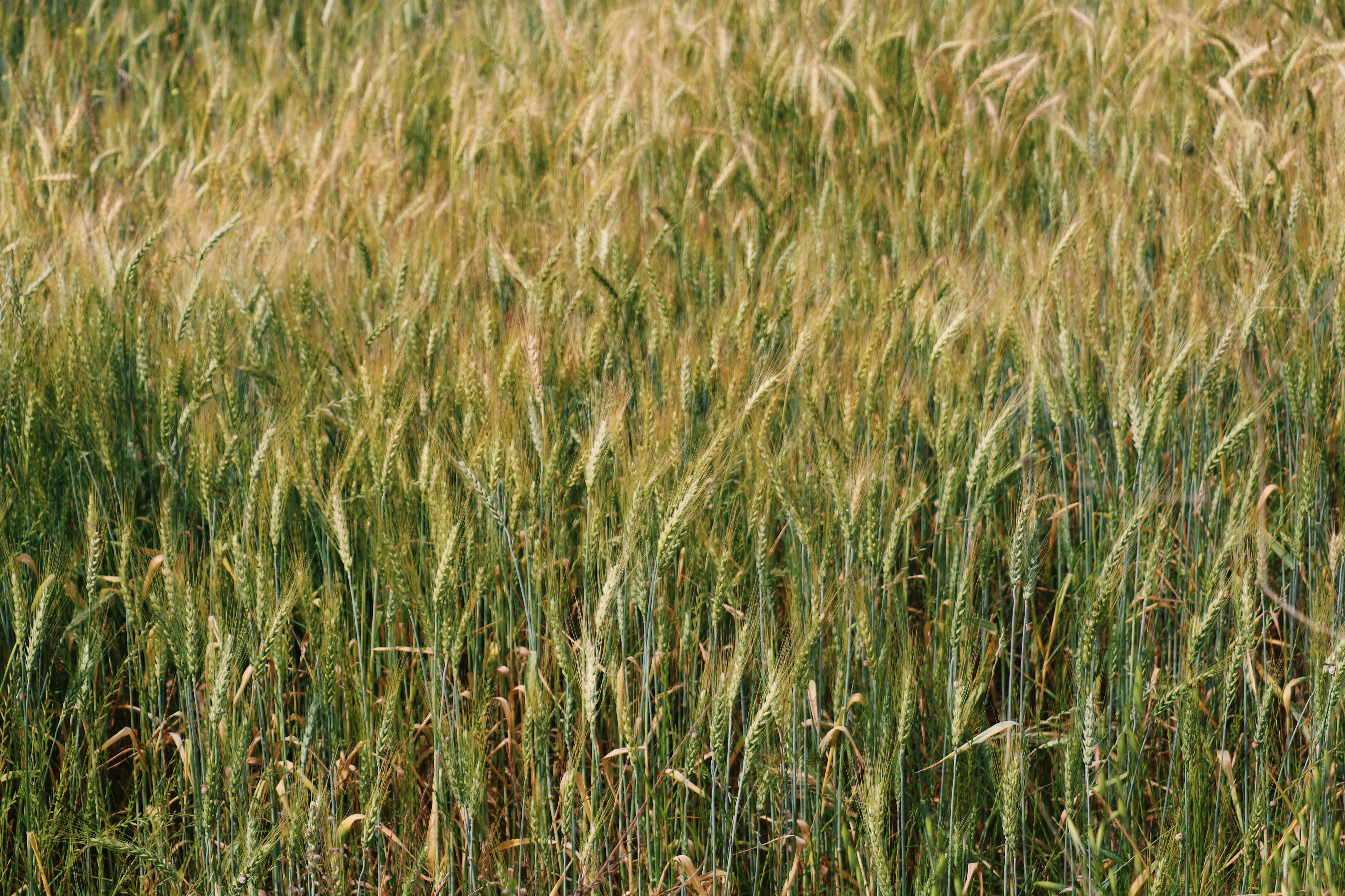 Photo by nazlicanboztas