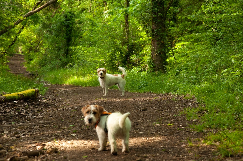 white and brown short coated dog on forest during daytime