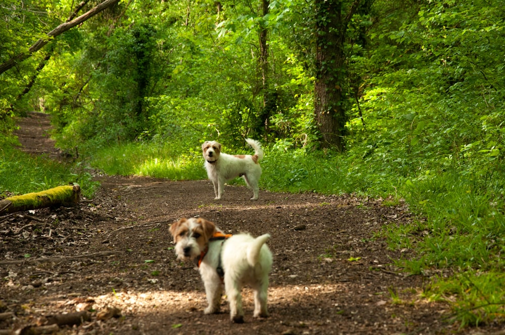 cão branco e marrom de pelagem curta na floresta durante o dia