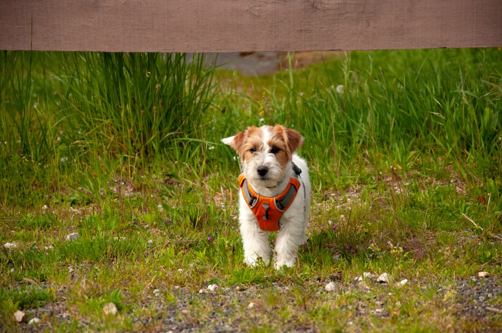 Cachorro blanco y marrón de pelaje corto en un campo de hierba verde durante el día
