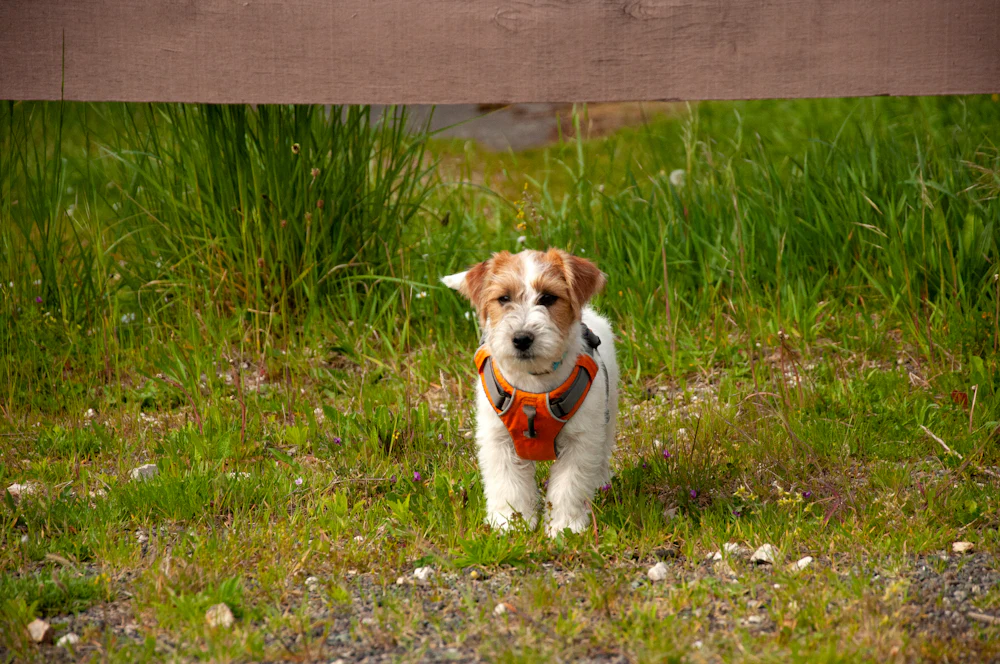 Parson Russell Terrier, photo 2