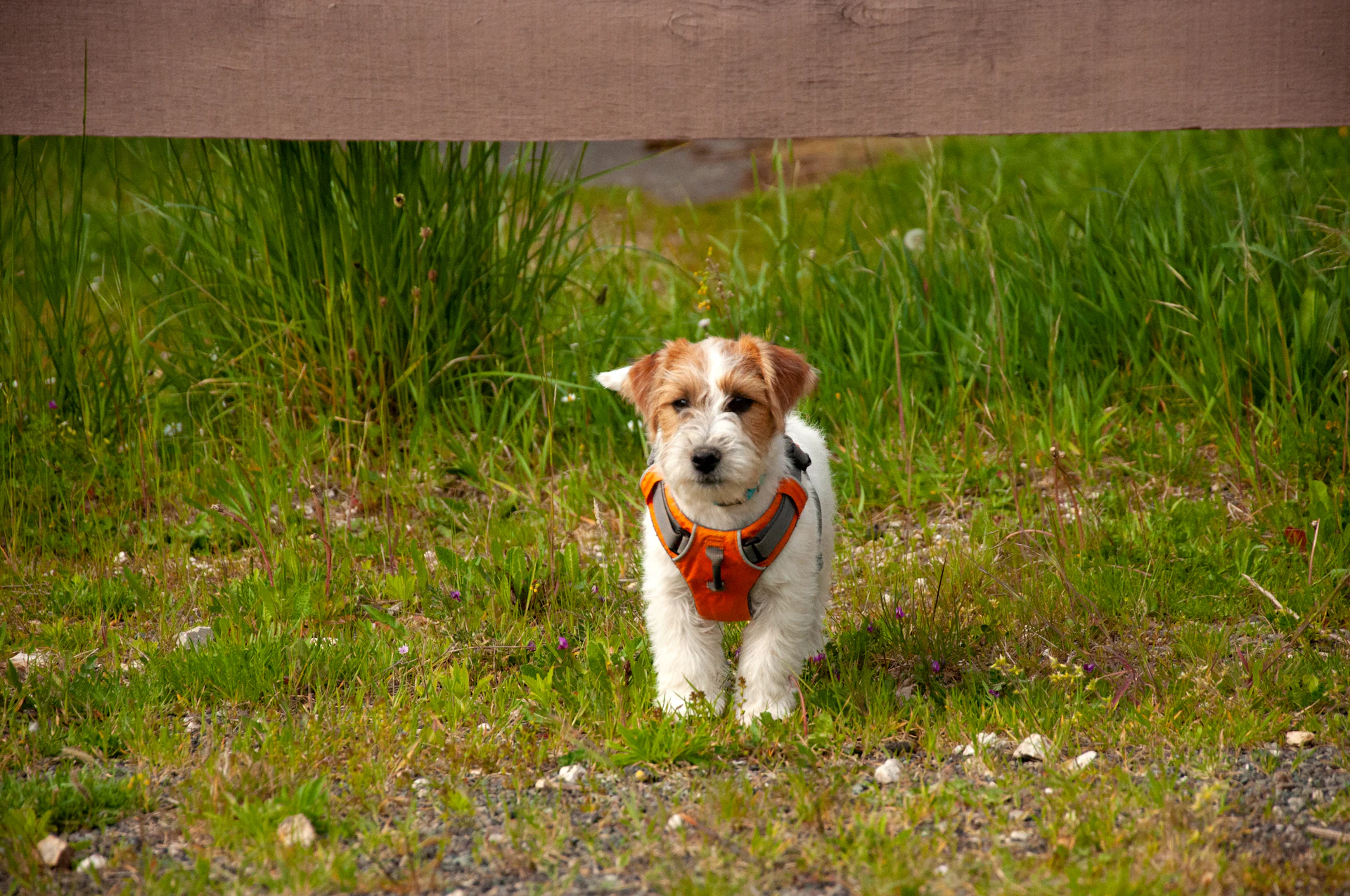 A Parson Russell Terrier