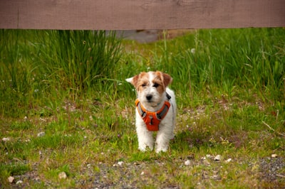 Jack Russell Terrier Puppies for Sale