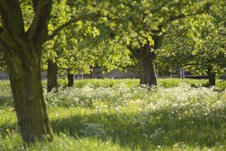 A serene green meadow with soft sunlight filtering through tall trees, evoking a peaceful wedding setting.