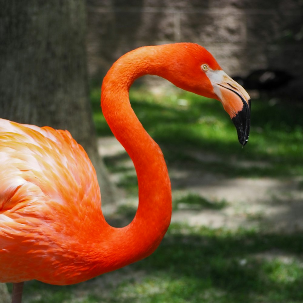 pink flamingo on green grass during daytime