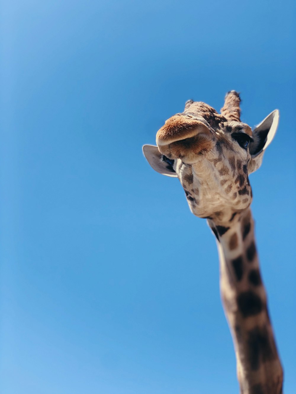 brown and black giraffe under blue sky during daytime
