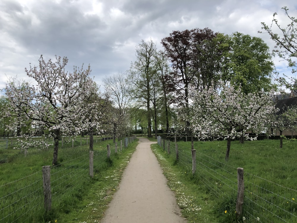 chemin de terre brun entre des arbres verts sous des nuages blancs pendant la journée