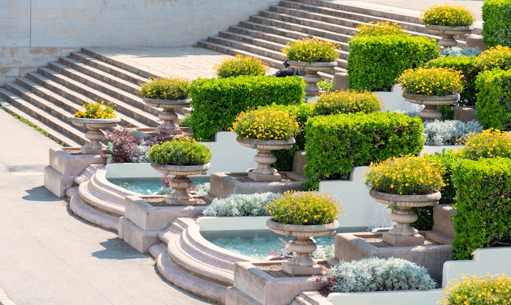 green and yellow flower garden