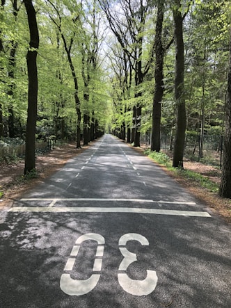 gray concrete road between trees during daytime