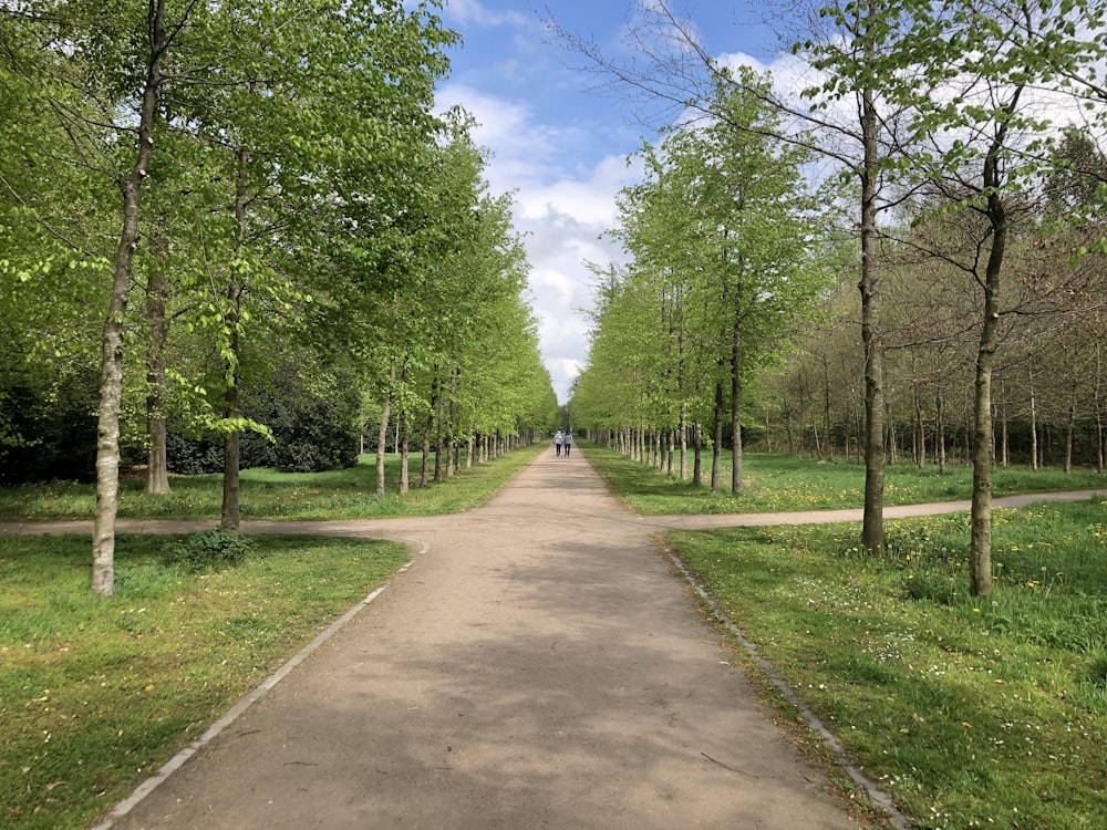 gray concrete pathway between green trees during daytime