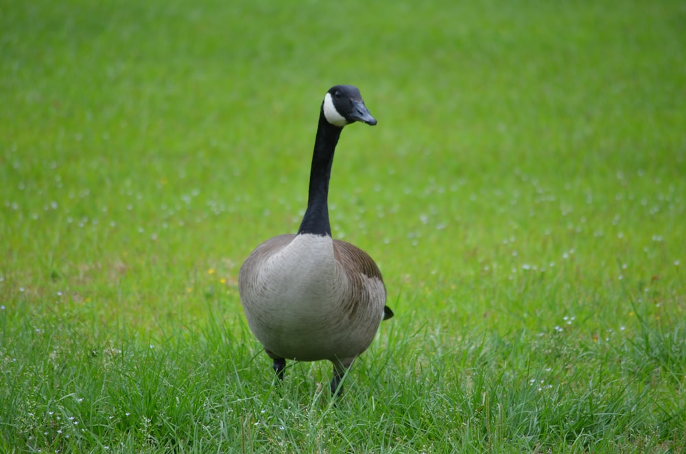 brown and white duck on green grass field during daytime