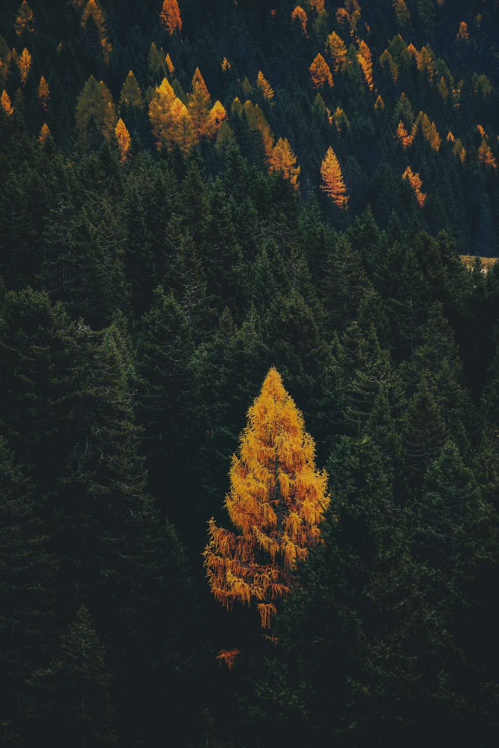 green and brown trees during daytime