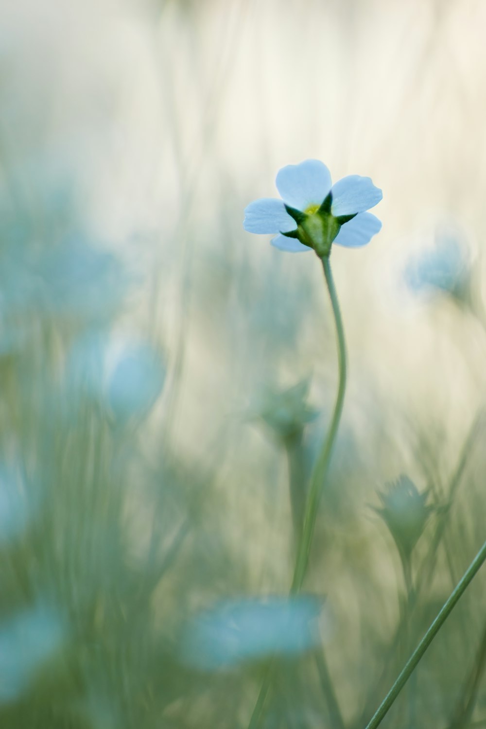 blue flower in tilt shift lens