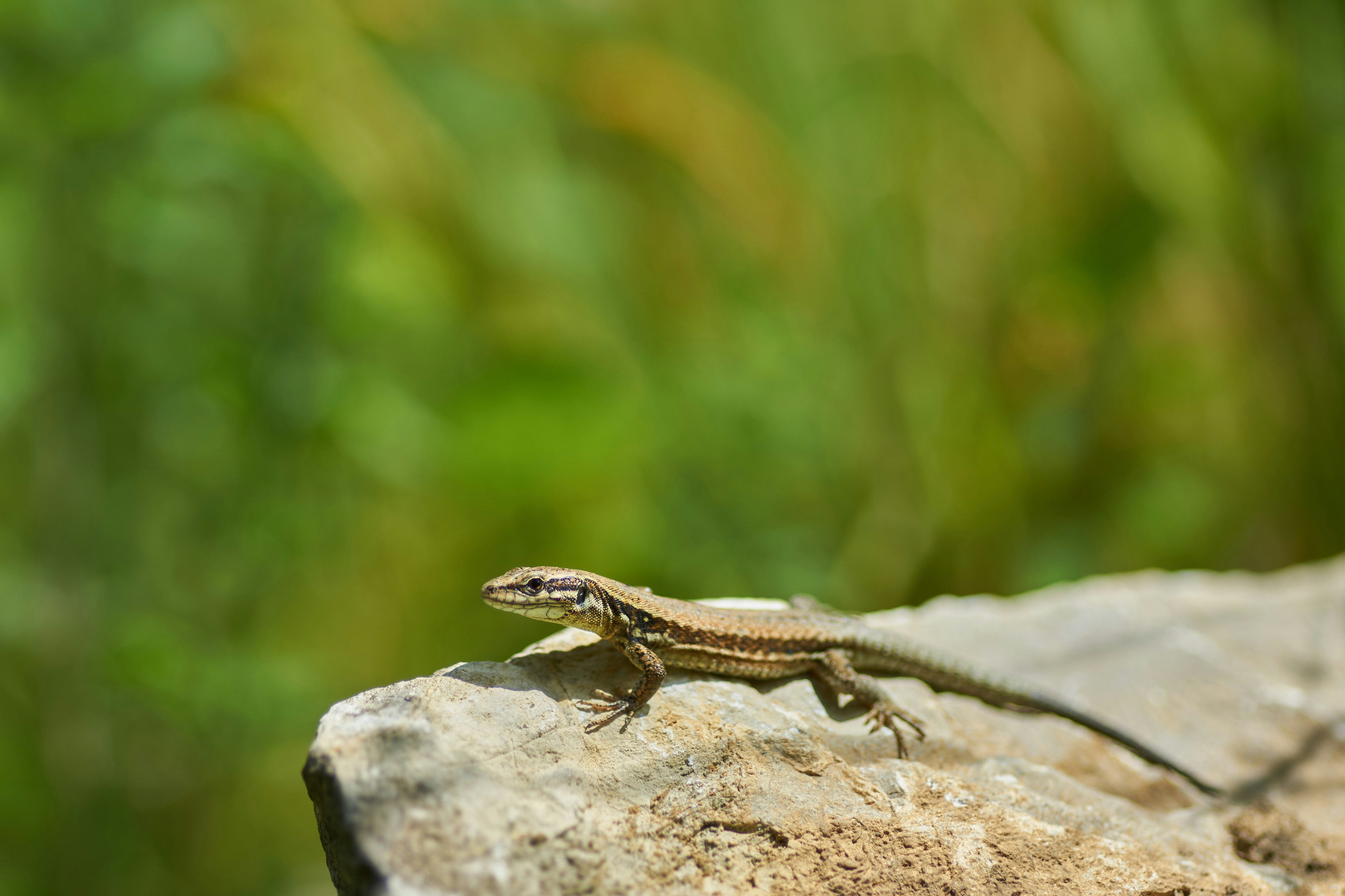 brown lizard on gray rock