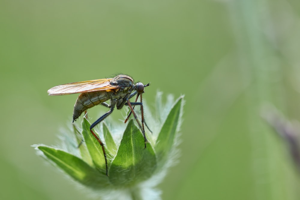 black and brown fly perched on green leaf in close up photography during daytime