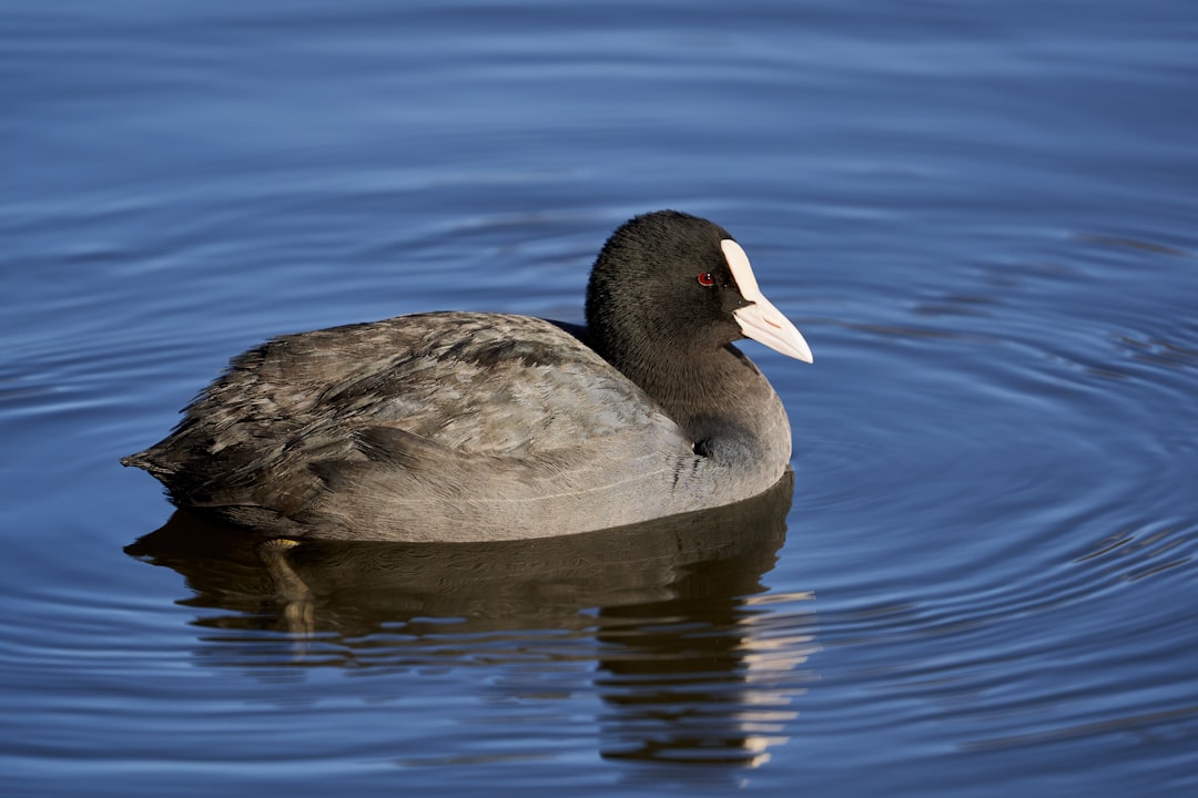 black and gray duck on water