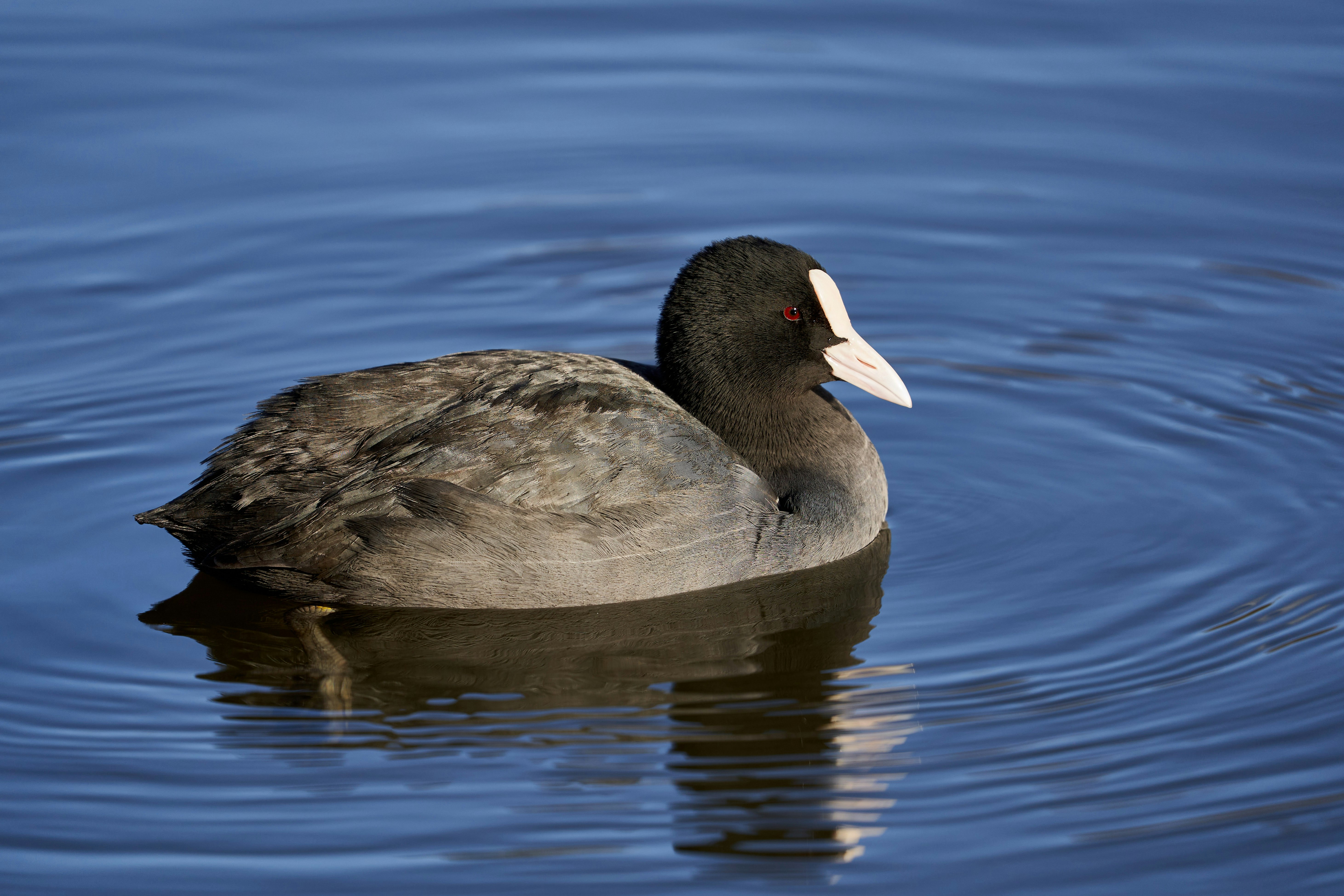 black and gray duck on water