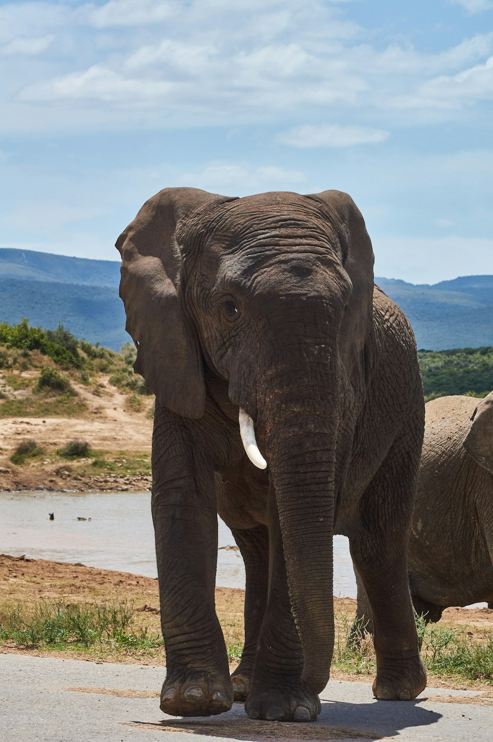 brown elephant walking on brown sand during daytime