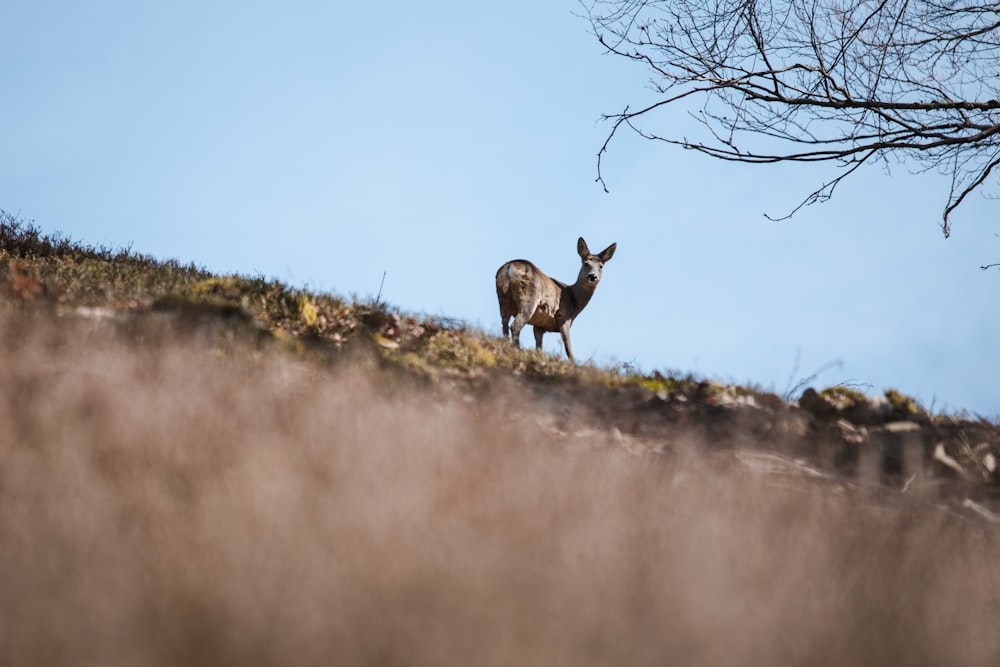 brown deer on green grass during daytime