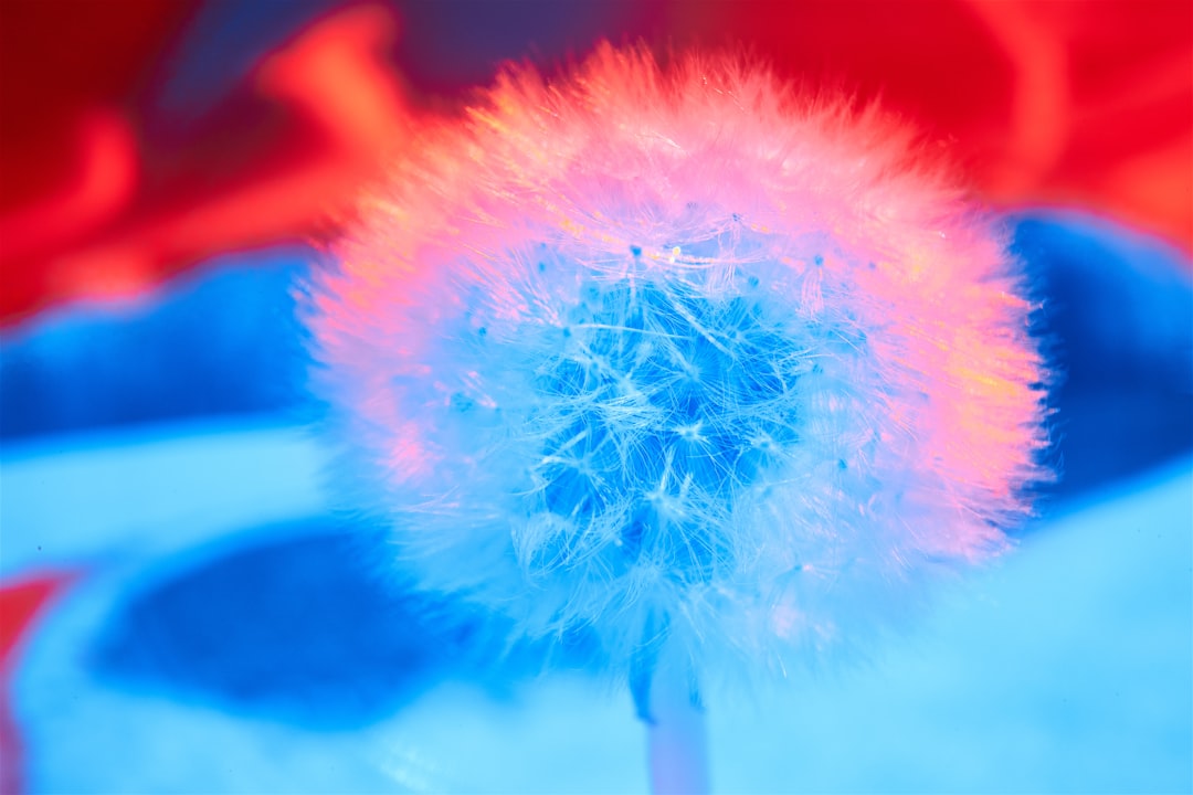 blue and white dandelion flower