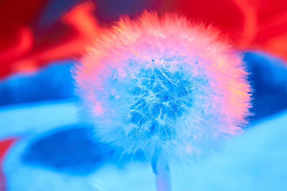 blue and white dandelion flower