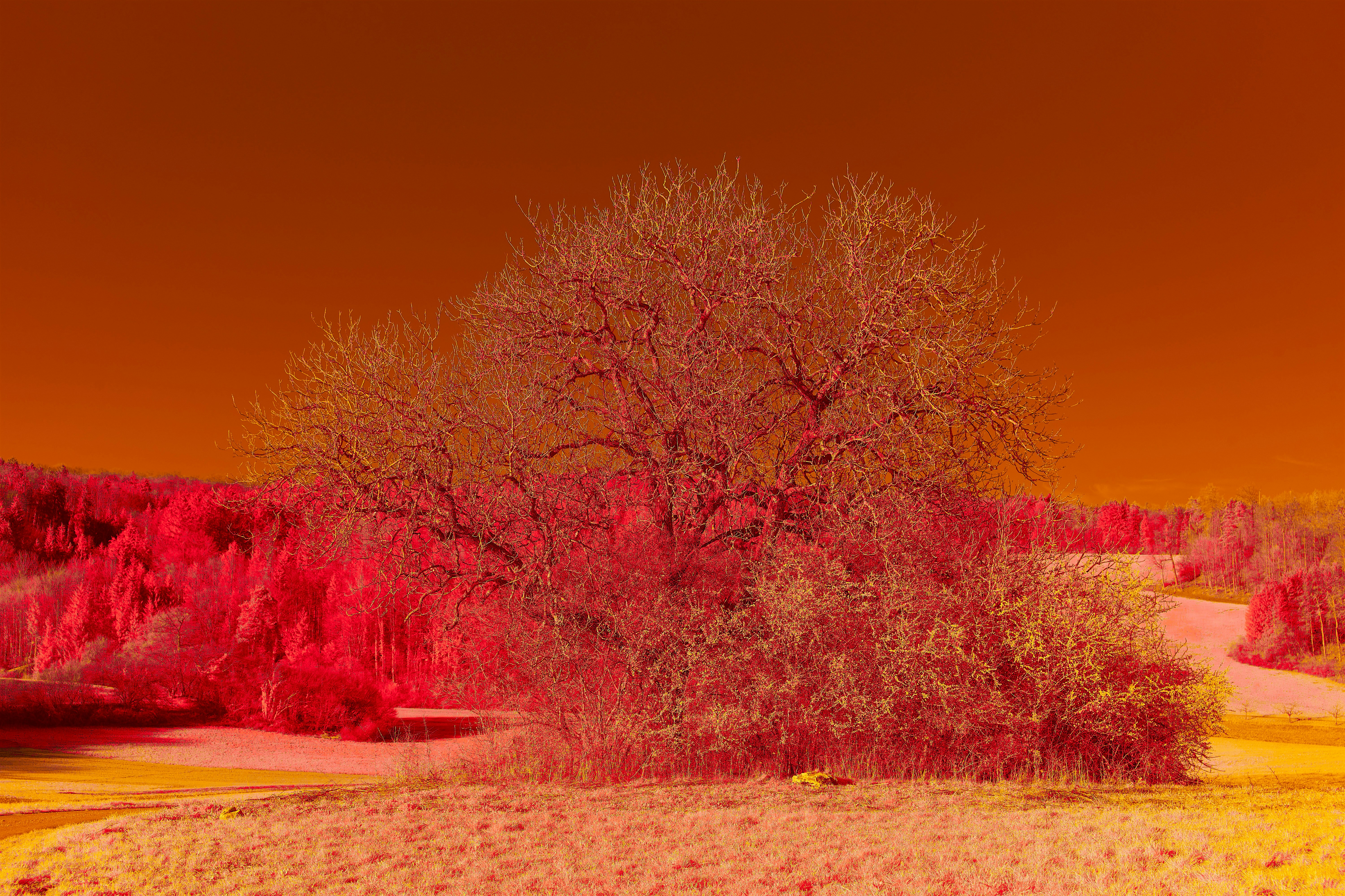 Photo by wolfgang_hasselmann