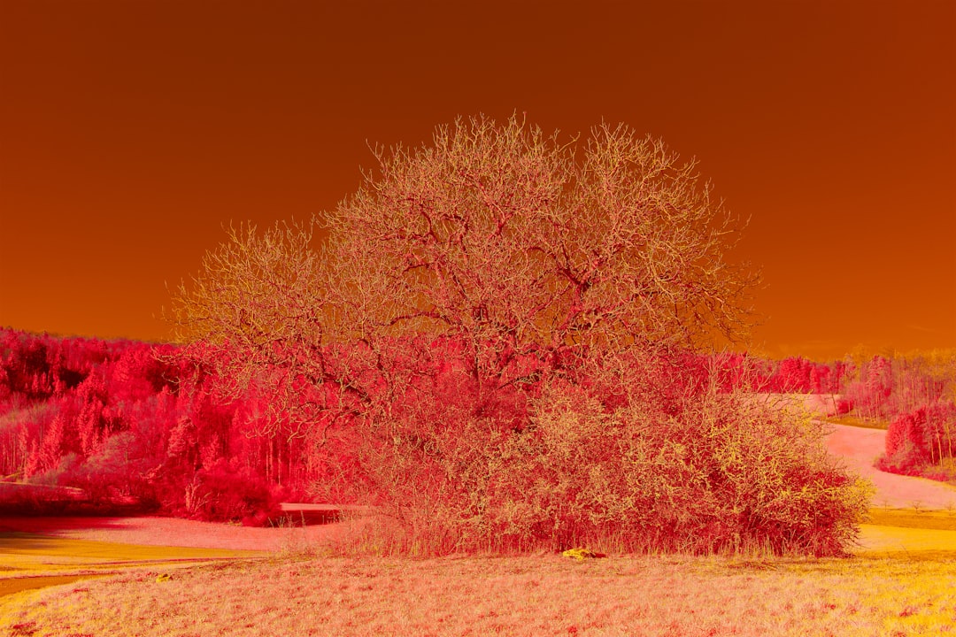 red leaf trees during daytime