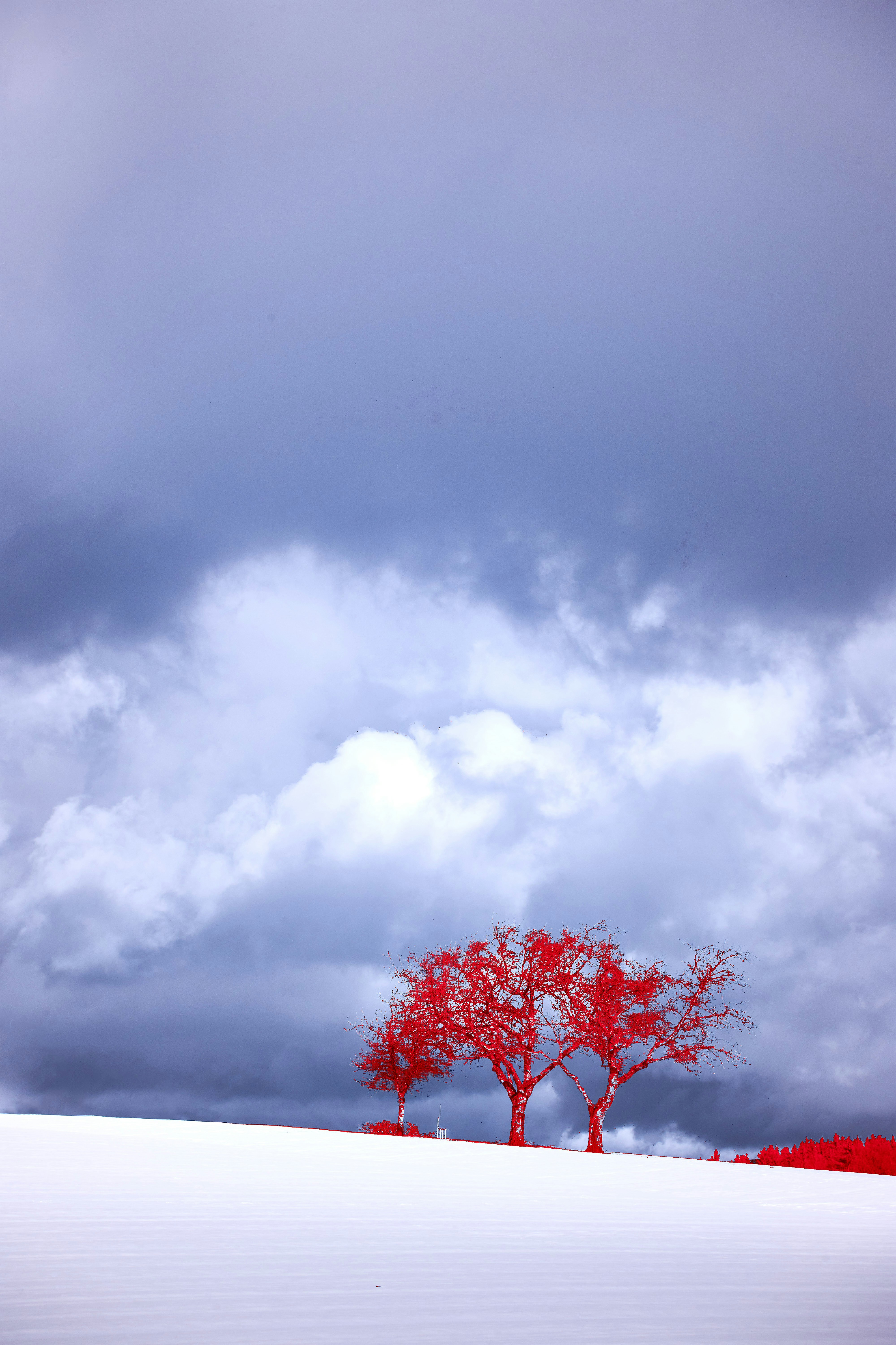 Photo by wolfgang_hasselmann