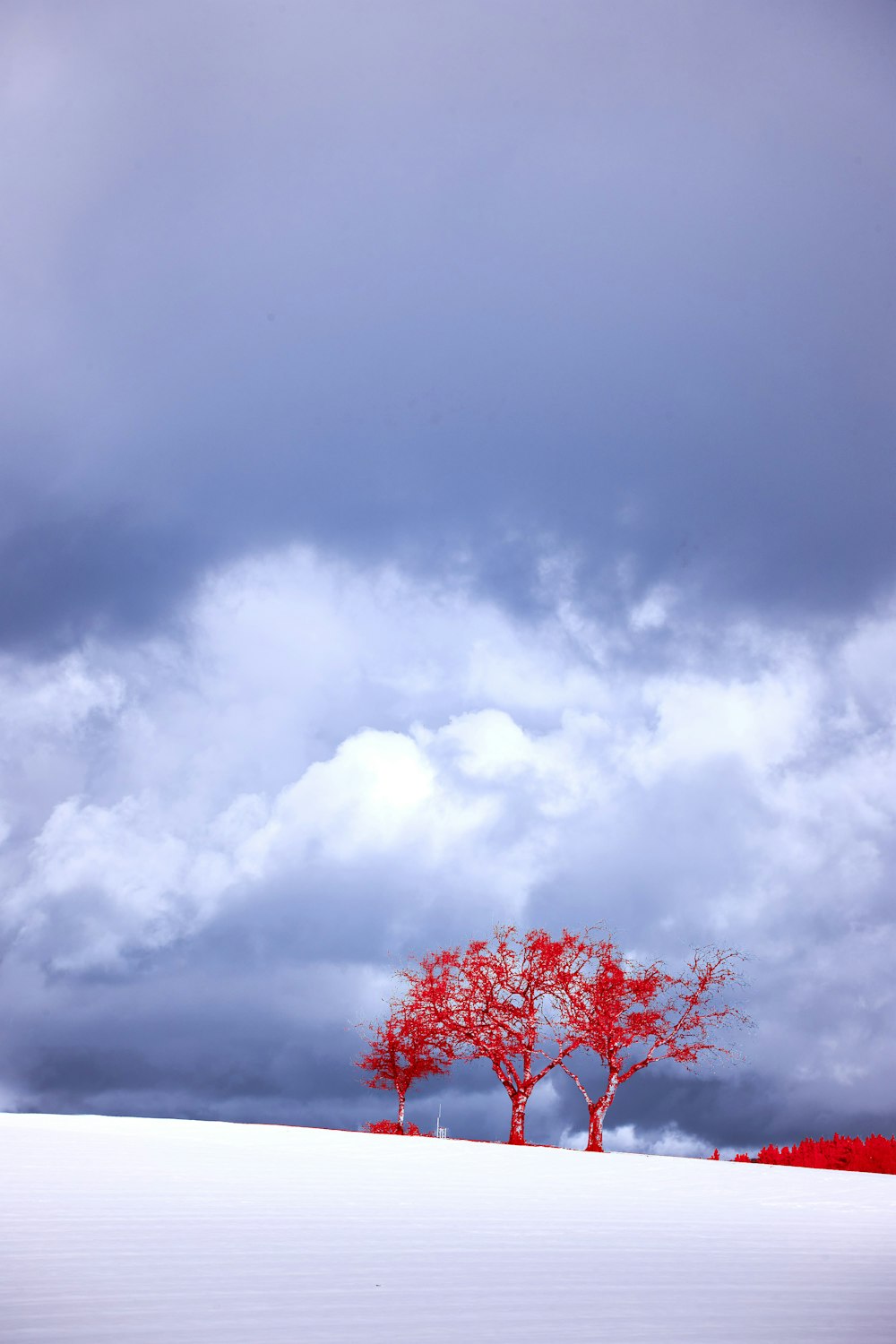 red leaf tree under white clouds