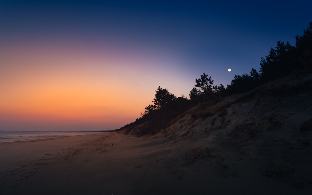 silhouette of trees during sunset