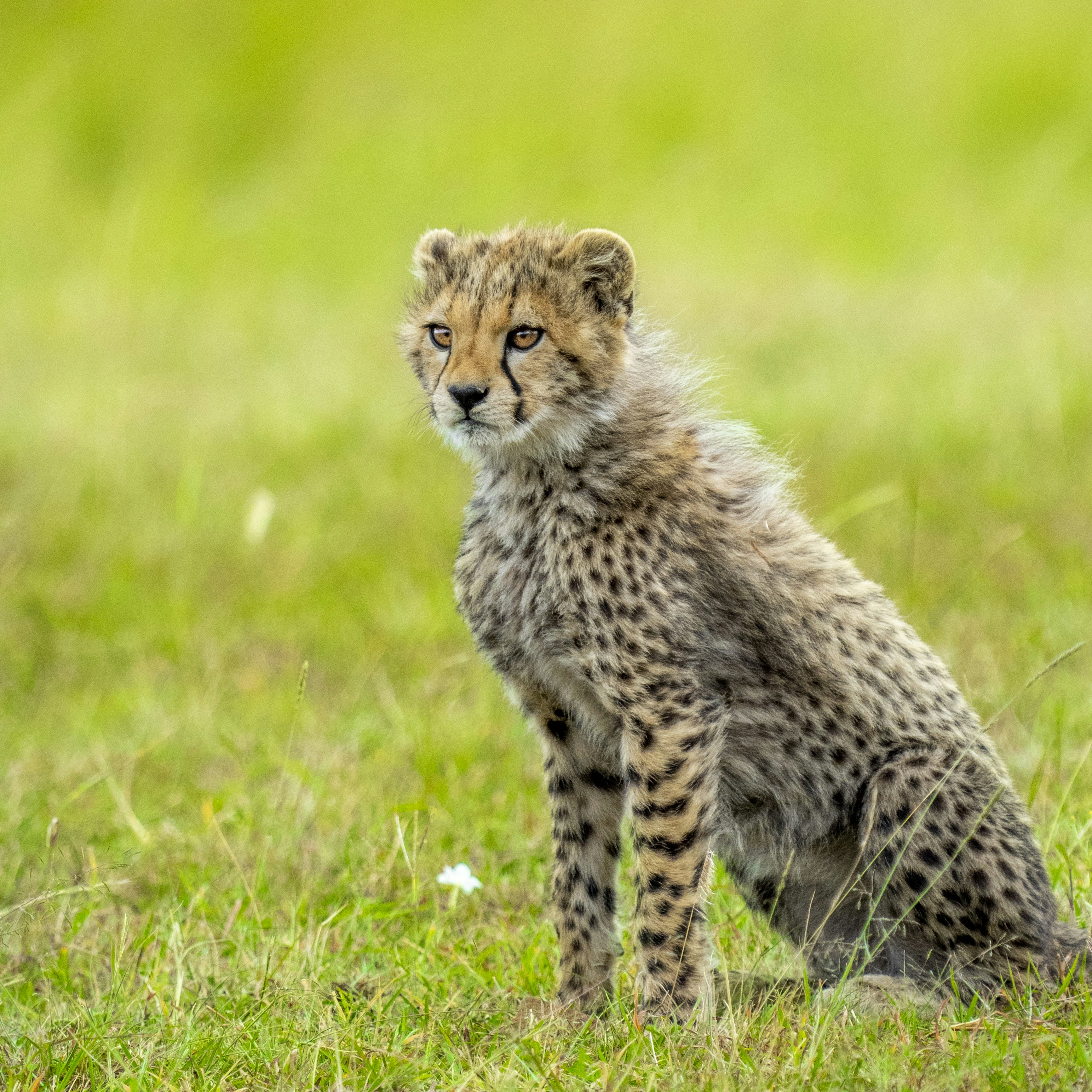Gepard geht tagsüber auf grünem Gras spazieren