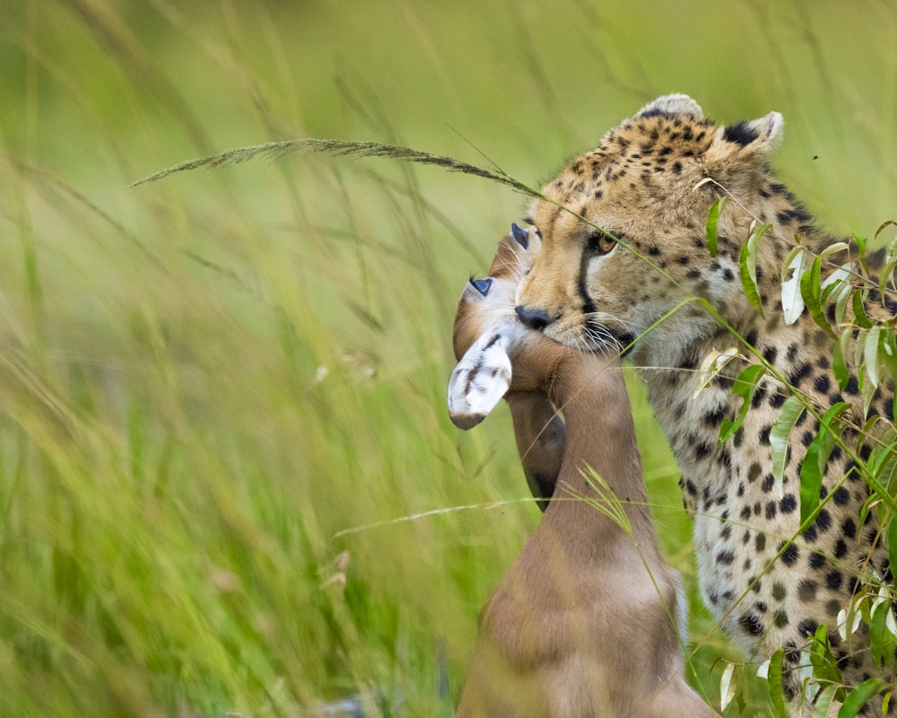 cheetah on green grass field during daytime