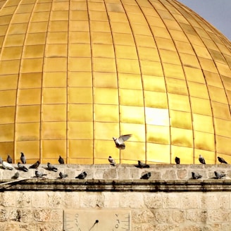yellow dome building with birds