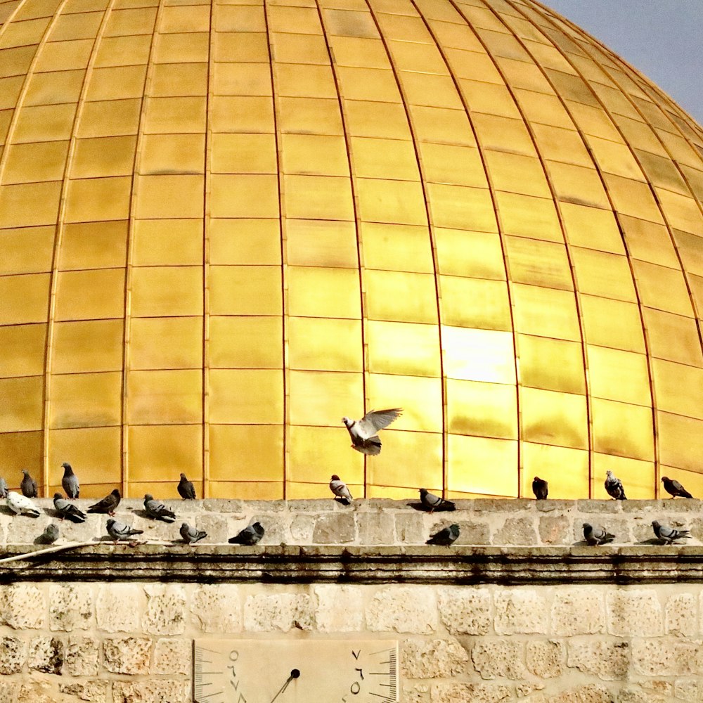 yellow dome building with birds