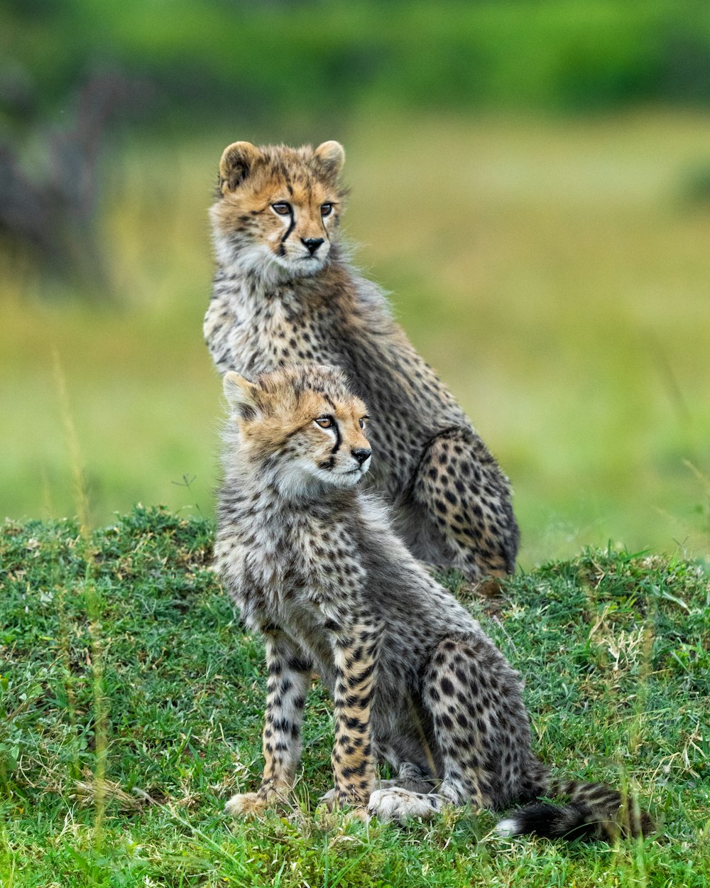 Gepard tagsüber auf grünem Gras